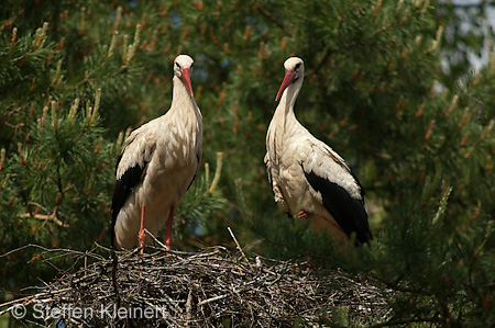 Weißstorch, Ciconia ciconia 026